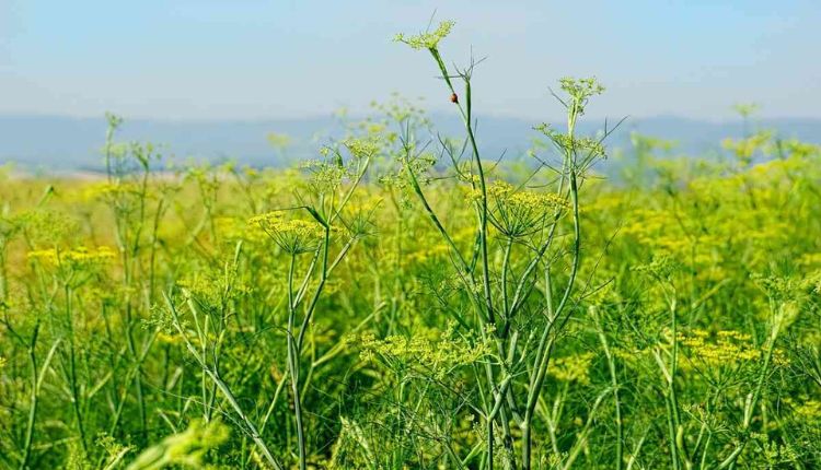 FENNEL FARMING 2024 : सौंफ की खेती बना देंगी किसानो को मालामाल , जाने सौंफ की खेती कैसे करें !