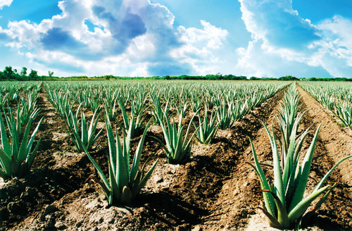 ALOEVERA FARMING 2024 : कम जगह में भी एलोवेरा की खेती से होगा लाखो का मुनाफा!