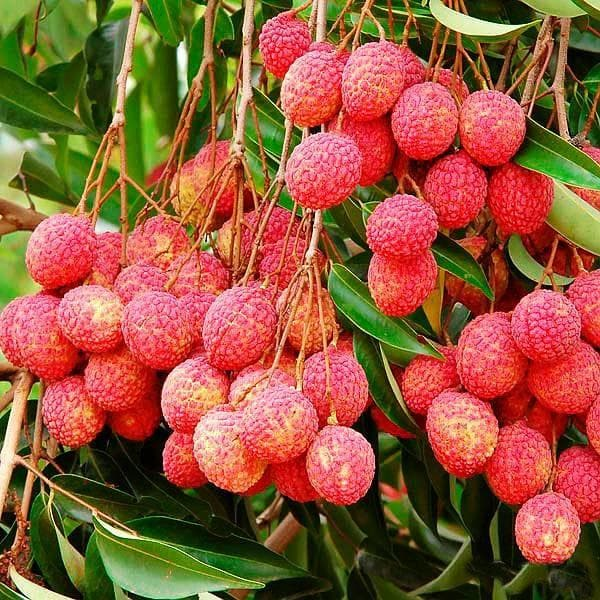 LITCHI FARMING 2024 : लीची की खेती करते समय रखें इन बातों का ध्यान, बढ़ेगी उत्पादकता !