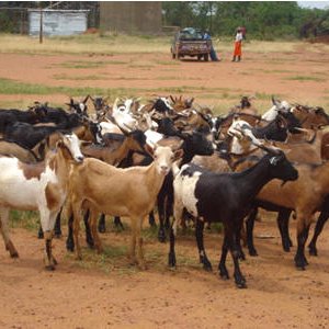 GOAT FARMING NEWS 2024 : वैज्ञानिक तरीके से बकरी पालन (Goat Farming) से होगा लाखों का मुनाफा !