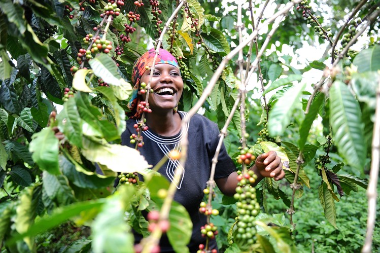 COFFEE FARMING 2024 : कॉफ़ी के उत्पादन से किसान कर पाएंगे दिन दोगुनी रात चौगुनी उन्नति, जानें कैसे !