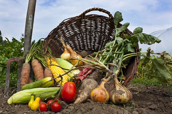 VEGETABLES FARMING 2024 : अगस्त में सब्जियों की खेती से किसानों को होगा भरपूर मुनाफ़ा, जानें कैसे !