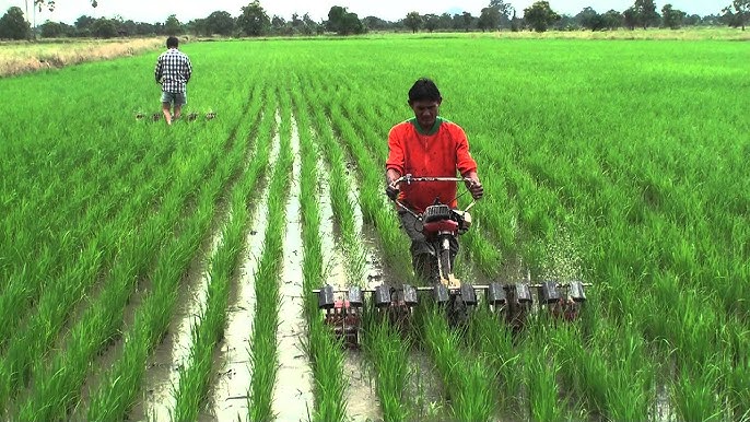 Paddy Weeder Machine 2024 : धान का उत्पादन बढ़ाने के लिए करें पैडी वीडर मशीन का उपयोग, फायदें जानें !