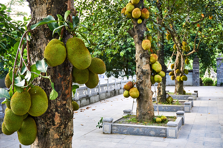 Jackfruit Farming 2024 : कटहल की खेती से होगी लाखों की कमाई, जाने कैसे करें खेती !