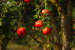 POMEGRANATE FARMING 2024 : अनार की खेती बना देगी आपको करोड़पति, जाने फायदें !