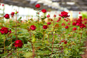 ROSE FARMING 2024 : गुलाब की खेती से करेंगे किसान अपनी ज़िन्दगी को रंगीन, जाने फायदे !