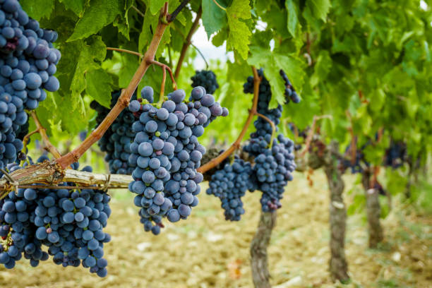 GRAPES FARMING 2024 : अंगूर की खेती किसानों को बना देगी मालामाल, जाने कैसे बढ़ाएं उत्पादन !