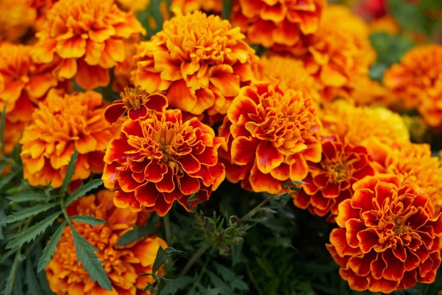 Marigold Farming 2024 : गेंदे की खेती से किसानों की अतिरिक्त आय में हो जाएगी वृद्धि, जानें कैसे !