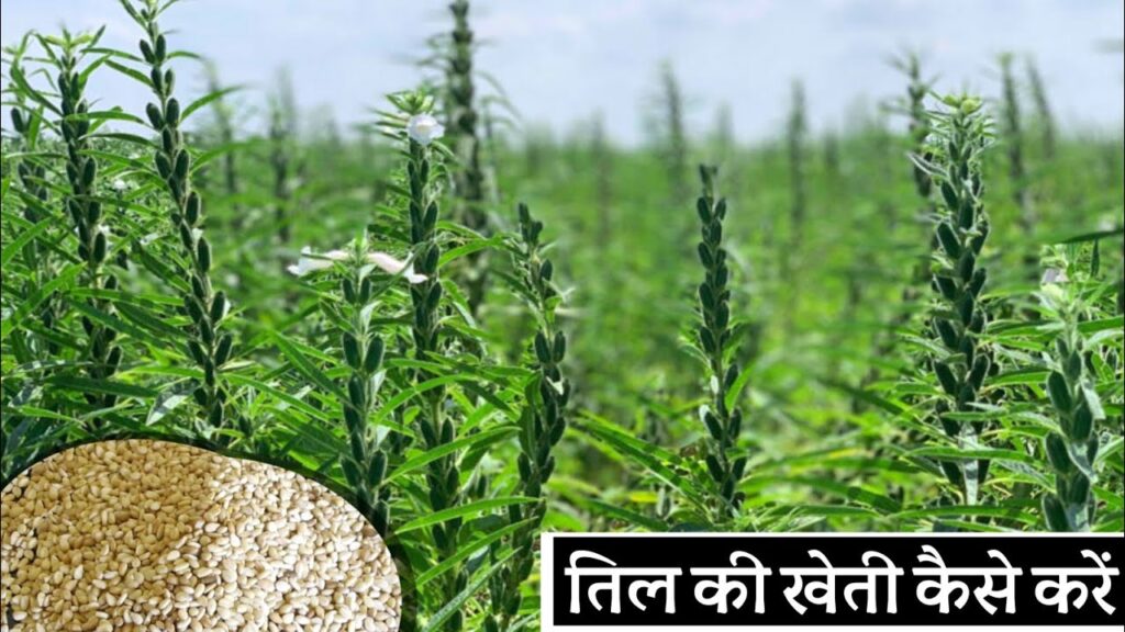 SPLEEN FARMING 2024 : तिल की खेती से होगी अब लाखों की कमाई, जाने कीटों से बचाव !