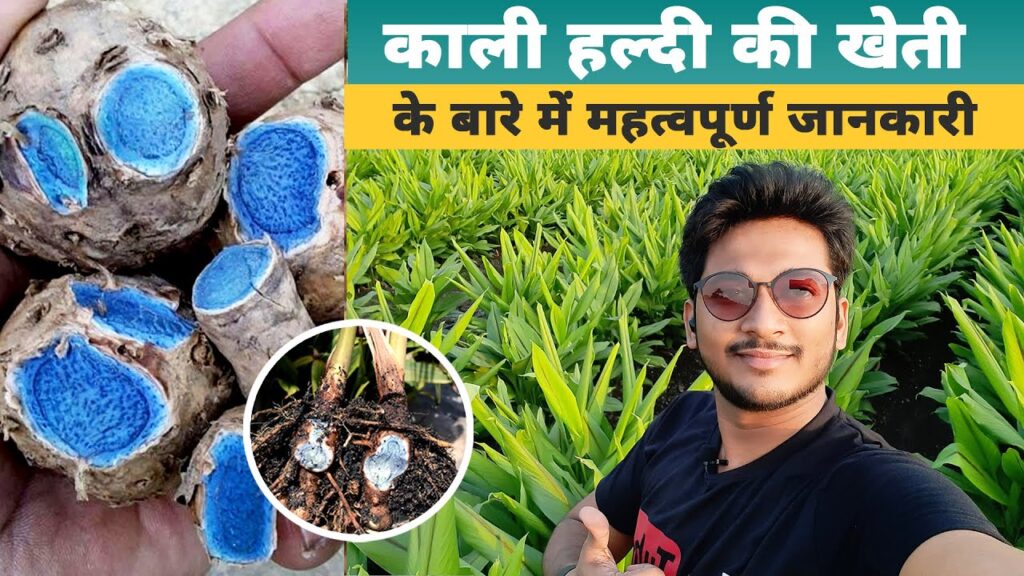 BLACK TURMERIC FARMING 2024 : काली हल्दी की खेती कर देगी आपको मालामाल, जाने उत्पादन का तरीका !