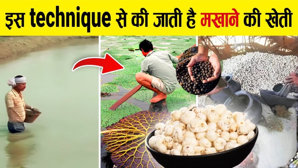 FOX NUT FARMING 2024 : मखाने की खेती है मुनाफे का सौदा, जाने कैसे !