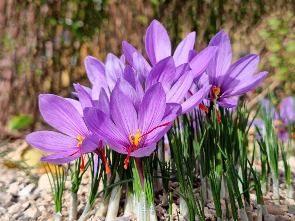 SAFFRON FARMING 2024 : केसर की खेती किसानो को बना देगी करोड़पति, जानें कैसे करें !