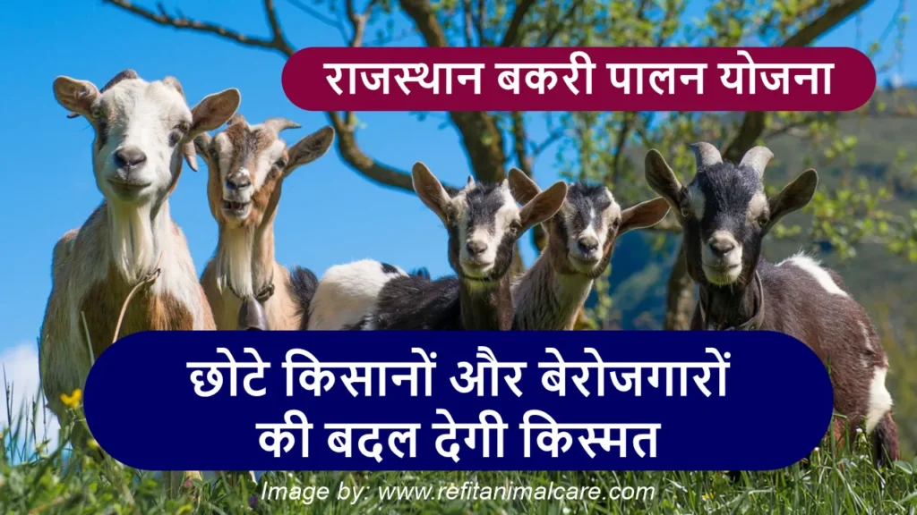 राजस्थान बकरी पालन योजना 2025 की जानकारी, बकरी पालन पर सरकारी सब्सिडी